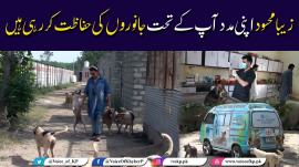 zaiba mehsud caring for street dogs