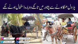 tonga service restarted in peshawar due to petrol price hike