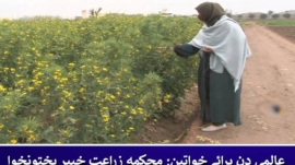 Fareeda Anjum Director Agriculture Department and Researcher
