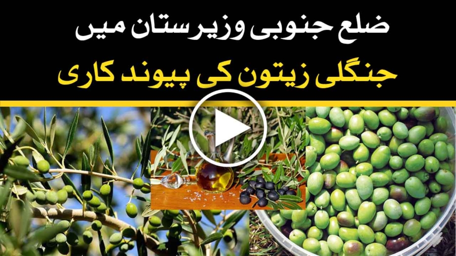 Waziristan olive